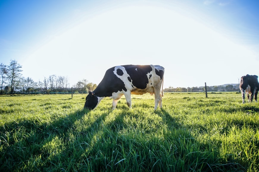 cows